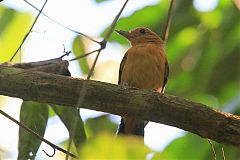 Amazonian Antshrike